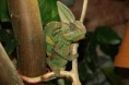 /album/chamaeleo-calyptratus/samec-jemensky3-jpg/